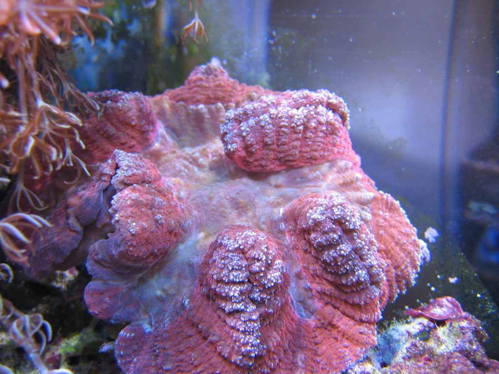 Lobophyllia hataii